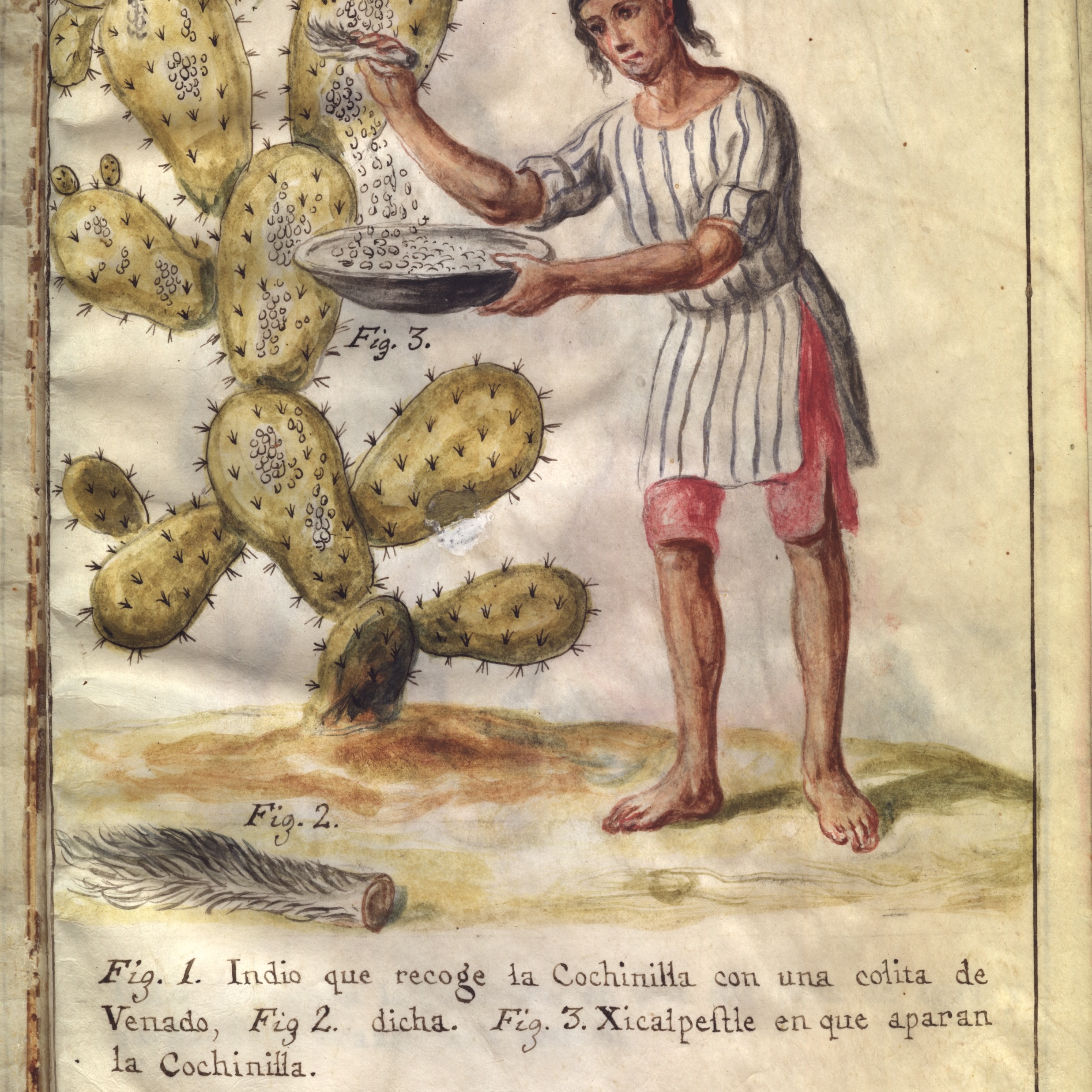 ANCIENT NATURAL RED LAKE